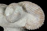 Really Cool Heteromorph (Nostoceras) Ammonite - Madagascar #96196-1
